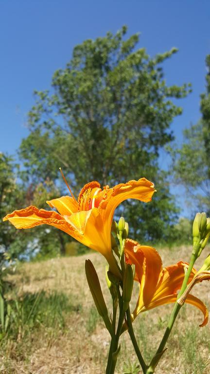 Residence Les Rossignols Roussillon en Isere エクステリア 写真